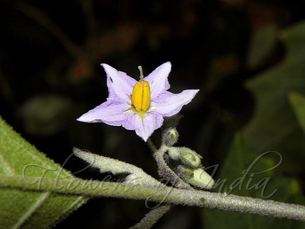 Forest Bitterberry